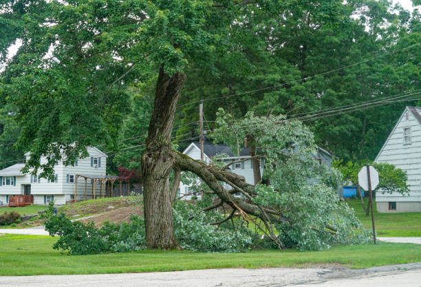 Reliable Webster City, IA Tree Services Solutions